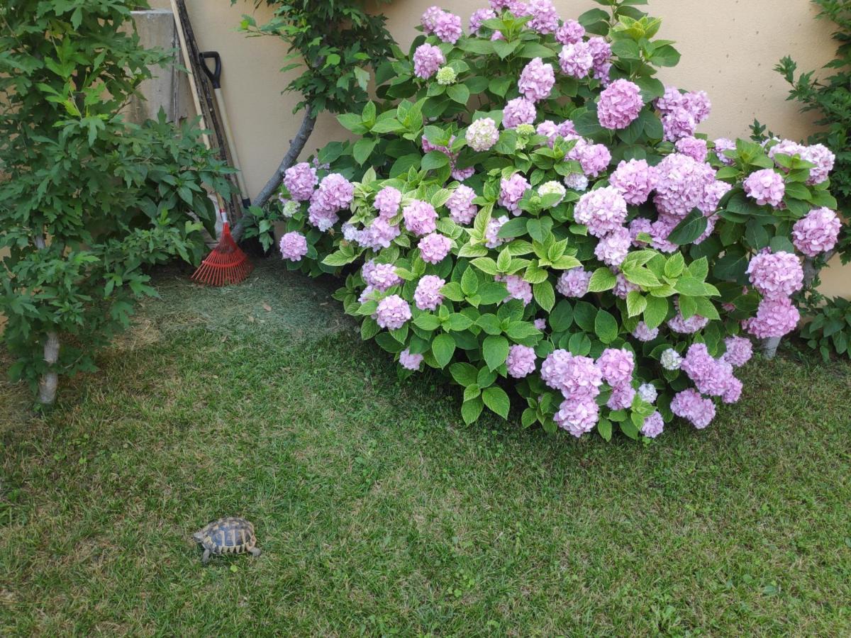 Spacious Apartment With Big Garden Near Beach 斯普利特 外观 照片
